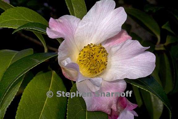 camellia pitardii var yunnanica 1 graphic